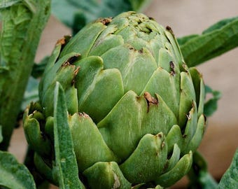 20+ ARTICHOKE GREEN GLOBE Seeds - Cynara Cardunculus / Culinary / Ornamental / Perennial Vegetables/ Non Gmo / Heirloom / French Artichoke