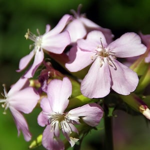100+ SEIFENWORTKERNEN - Saponaria Officinalis / Wilde Blume / Seifenwurz / Seifenwurz / Seifenkraut