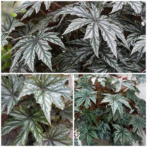BEGONIA Gryphon House Plant Seeds - Silver Variegated Begonia - Garden and Indoor Houseplant / Rhizomatous Begonias