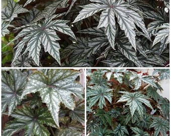 Semillas de begonia Gryphon para plantas de interior - Begonia plateada variegada - Planta de jardín e interior / Begonias rizomatosas