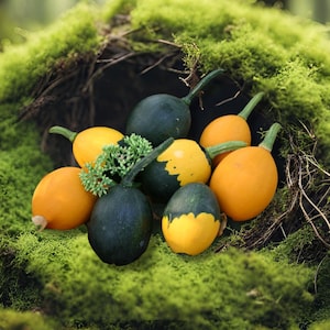 Tiny Goblin Egg Gourd Seeds - kalebasen van eigrootte passen in eierdoos / Zeldzame gespikkelde goblin-thema Little Egg Gourd Seeds / ECHT LEUKE POMPOEN