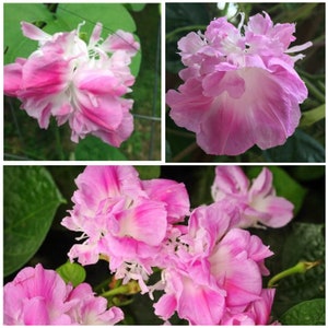 May include: Close-up of pink and white morning glory flowers with delicate petals. The flowers are in bloom and have a soft, delicate appearance.
