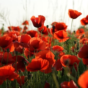 REMEMBRANCE DAY POPPY Flower Seeds - Flanders Poppies Common Poppy / Corn Poppy / Corn Rose / Field Poppy, Flanders Poppy - Red Poppy Seeds