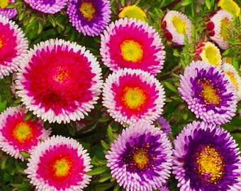 Aster Hi-No-Maru Seed Mix - Callistephus chinensis l Tricolour Pink Purple and Yellow Aster Garden Seeds