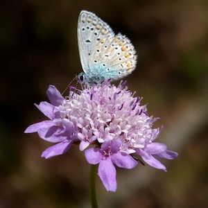 Sweet Dwarf Pincushion Scabiosa Flower Seeds - Columbaria BUTTERFLY BLUE NOTE Cut Flower Garden / Perennial Garden Wildflower Bouquet Filler