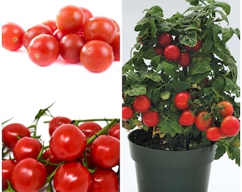 COMPACT CONTAINER Cherry Tomato Seeds - PATIO Tomatoes / Tiny Currant Style Tomotoes / Hanging Basket Tomatoes - Non Gmo Fresh Tomato Seeds