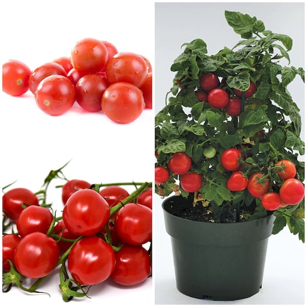 COMPACT CONTAINER Cherry Tomato Seeds - PATIO Tomatoes / Tiny Currant Style Tomotoes / Hanging Basket Tomatoes - Non Gmo Fresh Tomato Seeds