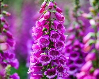 FOXGLOVE FLOWER SEEDS - Digitalis Purpurea / Perennial / Biennial / Pink Rose Purple Cream Primrose and White Garden Flowers / Cottage Plant