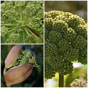 Könnte beinhalten: Eine Collage von Bildern, die Nahaufnahmen von Blüten und Knospen einer Pflanze zeigen. Die Aufnahmen zeigen Ansammlungen kleiner, grüner Knospen und sich entwickelnder Blüten, wobei einige Bereiche einen rötlich-violetten Farbton aufweisen. Die Struktur der Pflanze ist deutlich sichtbar.