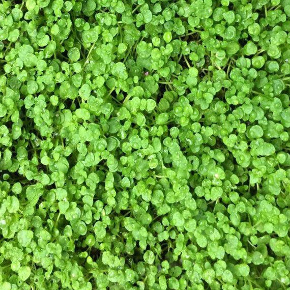 thumbnail image 2 of Fairy Garden True Corsican Mint Herb Mentha Requienii - 50 Seeds 2 of 11