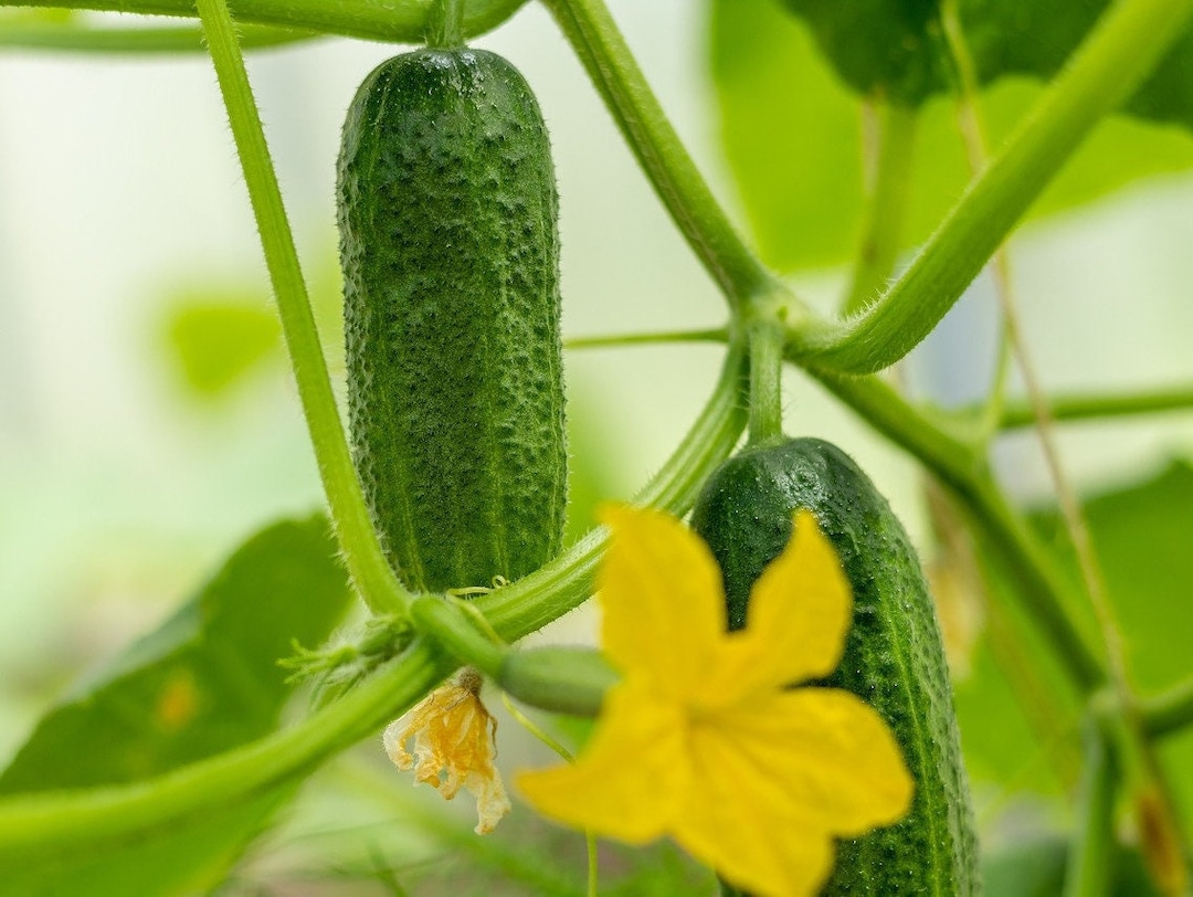 PATIO SNACKER CUCUMBER Seeds Compact Container Cucumbers / Patio