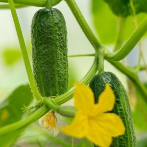 May include: Two green cucumbers growing on a vine with a yellow flower. The cucumbers are attached to the vine with green stems.