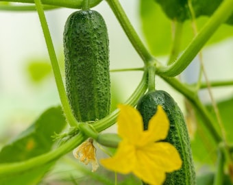 PATIO SNACKER CUCUMBER Seeds - Conteneurs compacts Concombres / Patio Snacker Concombre pour treillis ou petits jardins / Graines de concombre compactes