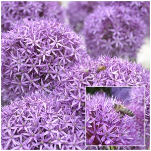 ALLIUM GIGANTEUM SEEDS - Gigantic Full Circle Flower Heads. / Creates Vertical and Winter Interest in the Garden / Natural Pest Control