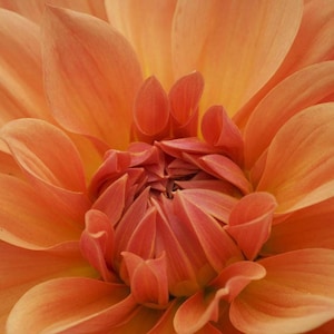 Puede incluir: Primer plano de una flor de dalia con capas de pétalos naranjas y amarillos. El centro de la flor es de un tono naranja más oscuro, con pétalos muy juntos. Los pétalos exteriores son grandes y suavemente curvados.