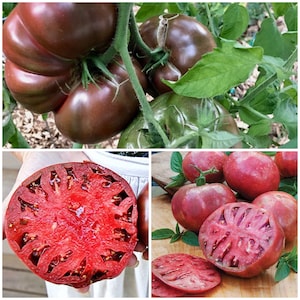 CHEROKEE PURPLE Tomato Seeds - Garden Heirloom / Traditional Beefsteak Black Tomatoes / Non Gmo Seeds