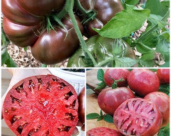 Semillas de tomate CHEROKEE PURPLE - Reliquia de jardín / Tomates negros de bistec tradicional / Semillas no transgénicas