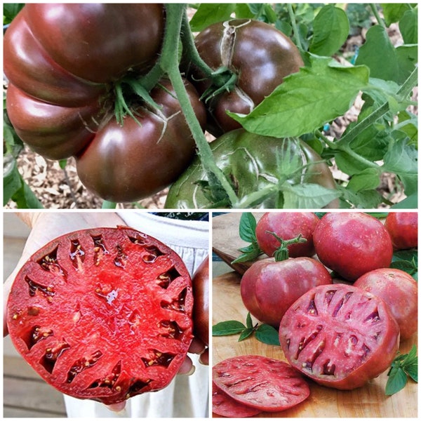 CHEROKEE PURPLE Tomato Seeds - Garden Heirloom / Traditional Beefsteak Black Tomatoes / Non Gmo Seeds