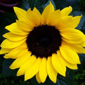 May include: A close-up of a vibrant sunflower. The flower has bright yellow petals surrounding a dark brown centre. The petals are layered and slightly curved, creating a full, open bloom. The background is a dark green, leafy foliage.