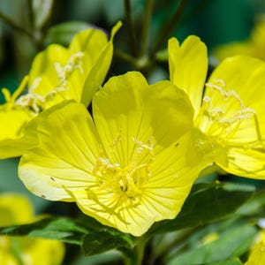May include: Close-up of bright yellow evening primrose flowers. The petals are a vibrant yellow with delicate veining, and the center of the flower has a cluster of yellow stamens. Green leaves are visible in the background, creating a natural, floral theme.