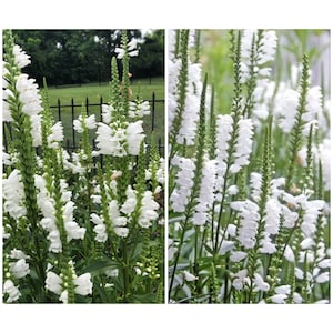 WHITE OBEDIENT PLANT Seeds - Perennial False Dragonhead l  Native Canadian Wildflower l Physostegia Virginiana l Non Gmo Wildflower Seeds