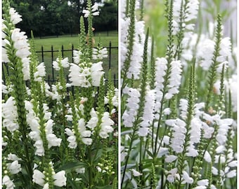 WHITE OBEDIENT PLANT Seeds - Perennial False Dragonhead l  Native Canadian Wildflower l Physostegia Virginiana l Non Gmo Wildflower Seeds