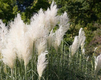 World Famous White Pampas Grass - Cortaderia Selloana / Massive Ornamental Grass / Pink Pampas Feather Grass Seeds