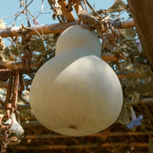 Peut inclure: Une grosse courge vert pâle est suspendue à une structure en bois, sa surface lisse captant la lumière du soleil. La courge a un fond arrondi et un sommet plus étroit, avec des feuilles et des vignes séchées autour. Le fond montre un ciel bleu clair.