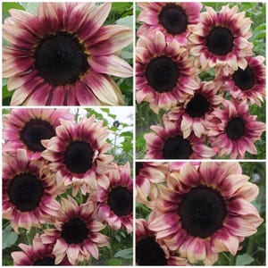 12+ Procut pruimenzonnebloemzaden - POLLENVRIJ PINK 'n' Plum F1 zonnebloempitten / Hybride zonnebloempitten / Easy - Procut pruimenzonnebloemzaden