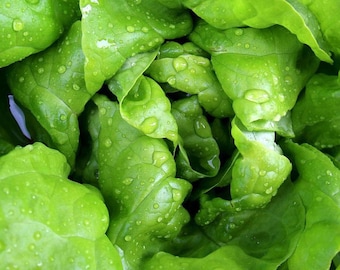 300+ BUTTER CRUNCH LETTUCE Seeds- Boston Lettuce / Heirloom / Fresh Salads / Bib /Open Pollinated/Grow Indoor/Outdoor/Hydroponics/Aquaponics