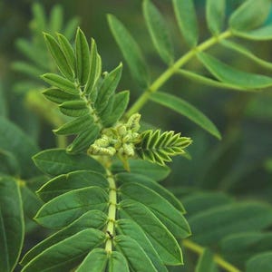 Puede incluir: Primer plano de una planta verde con múltiples hojas y tallos. Las hojas son de un color verde brillante, con una superficie ligeramente texturizada. Los tallos son de un verde más claro, creando una sensación natural y orgánica.