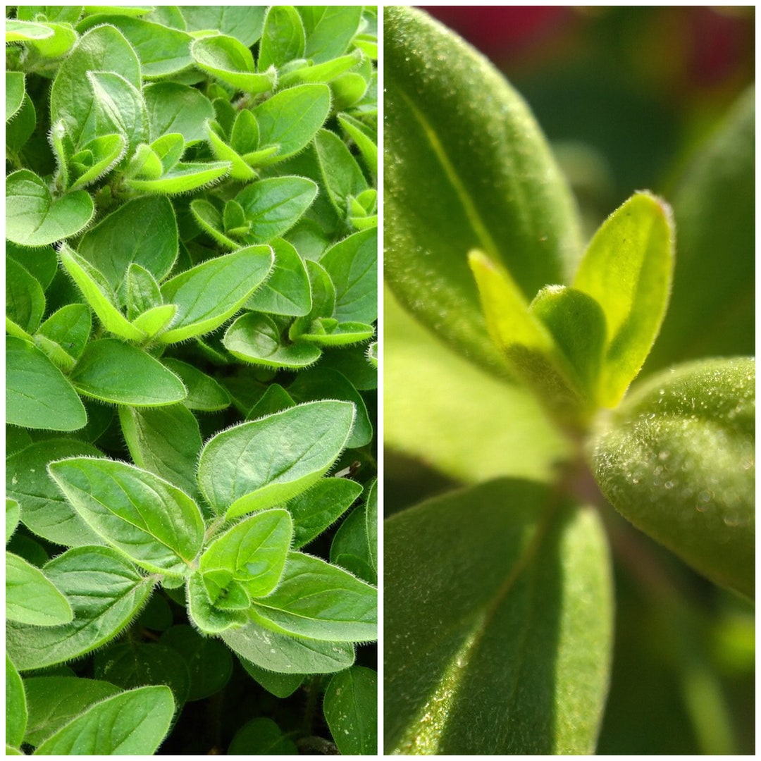 SWEET MARIJORAM HERB Seeds Also Known as Pot Marjoram / French Marjoram