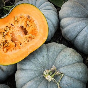 Heirloom BLUE PUMPKIN JARRAHDALE Seeds - Natural Blue Curcubita Winter Squash - Sweat Delicious & Great Fall Home Decor Idea - Non Gmo Seeds