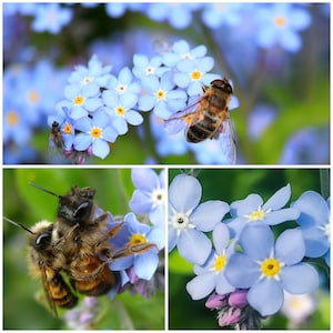 FORGET ME NOT Chinesische Vergissmeinnicht Blumensamen - Cynoglossum Amabile / Chinesische Hundszunge / Himmelblaue chinesische Vergissmeinnicht Blumensamen