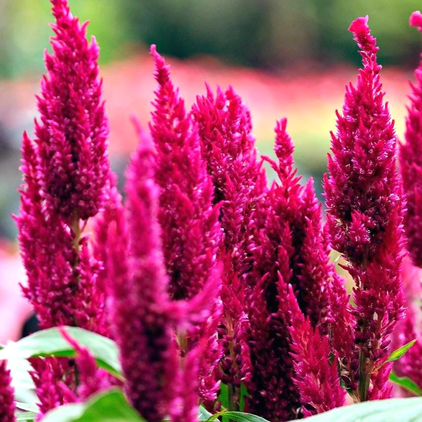 Pampas plume celosia - Etsy 日本