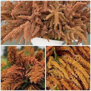 Può includere: Primo piano di fiori di amaranto secchi in tonalità arancio e marrone. I fiori sono disposti in un bouquet e sono pronti per essere utilizzati in un progetto artigianale o come elemento decorativo.