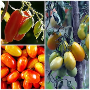 ROMA TOMATO SEEDS - Romano Italian Heirloom / Veldtomaten / Open bestoven