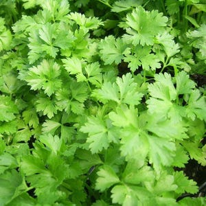 Könnte beinhalten: Nahaufnahme von frischen, leuchtend grünen Petersilienblättern. Die Blätter sind fein geteilt und haben ein helles, gesundes Aussehen. Das Bild zeigt die Textur und Farbe des Krauts, perfekt für den kulinarischen Gebrauch. Petersilie ist eine beliebte Garnitur und Zutat.