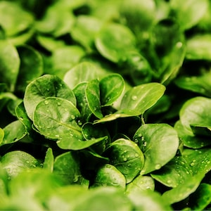 Pode incluir: Close-up de folhas verdes frescas e folhosas com gotas de água nas folhas.