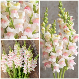 APPLE BLOSSOM SNAPDRAGON Flower Seeds - Tall AppleBlossom Snapdragon l Excelent for Fresh Cut Flowers from the Garden - Fresh Flower Seeds