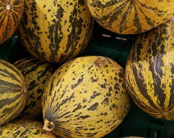 SANTA CLAUS MELON Seeds - Piel De Sapo / Keep Until Christmas Melon or The Winter Melon / Fresh Non Gmo / 10 Santa Clause Melon Seeds