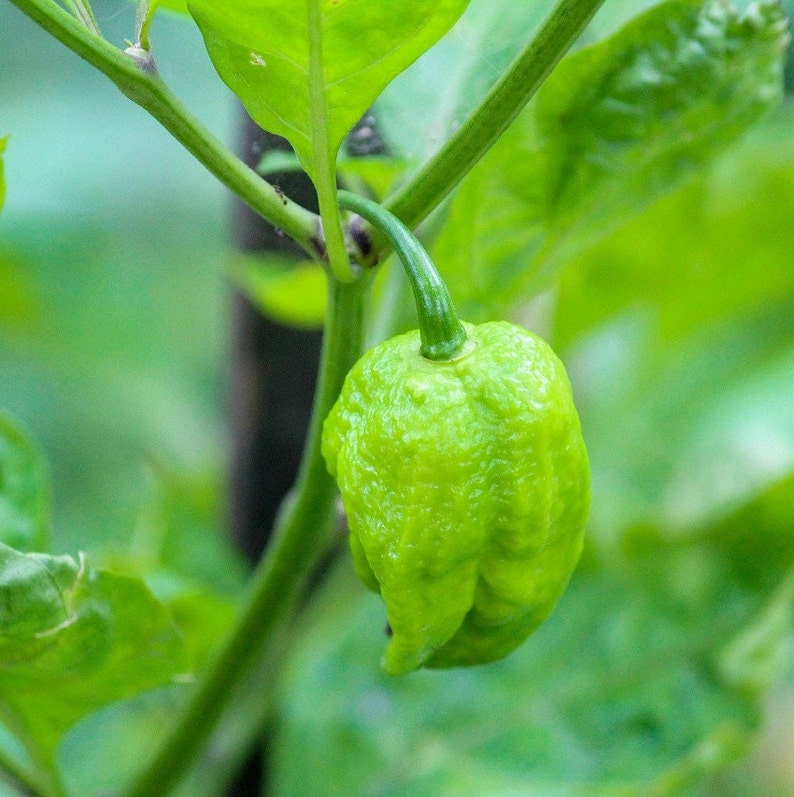 HOT GHOST PEPPER Seeds - Bhut Jolokia / Sizzling Hot / One of the ...
