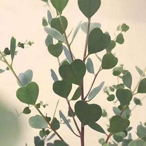 10 graines d'eucalyptus coeur feuille-eucalyptus websteriana/plante d'eucalyptus/coeur ornemental à feuilles-graines d'eucalyptus coeurleaf
