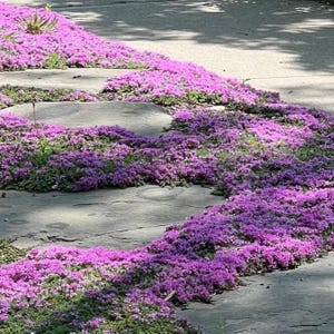 Könnte beinhalten: Ein gewundener Steinweg ist mit leuchtend violetten Blumen bedeckt, die ein natürliches, farbenfrohes Design bilden. Die Blumen überfluten die Steinstufen und verleihen dem Außenbereich einen Hauch von Natur. Die Szene ist von natürlichem Licht durchflutet.