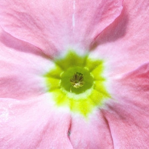 ピンクの華やかな月見草の花の種 - メキシカンプリムローズ/ピンクレディース/フィーバープラント/多年生庭園/芝生代替品 - 100粒以上の種子