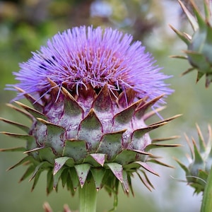 Semi di cardo viola - Cynara cardunculus l Ortaggio di stagione l Carciofo intero l Brodo denso COMMESTIBILI - Semi di cardo carciofo