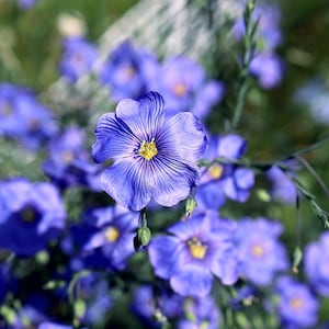Blue Flax Flower Seeds - Common flax / Linseed/ Blue Flowering Plant / Linum usitatissimum / Canada Native Wildflower - 50+ Blue Flax Seeds