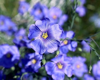 Semi Di Lino Blu Annuale Biologico (Linum Usitatissimum