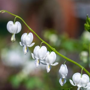 Pode incluir: Close-up de um caule com várias flores brancas de coração sangrento. As flores em forma de coração pendem de um caule verde. O fundo está desfocado, com tons verdes e castanhos.