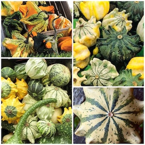 CROWN of THORNS GOURD Seeds a.k.a. Ten Commandments Gourds Cucurbita sp. Balcony Garden / Pot Gardening / Festive / Ornamental Gourd Seeds